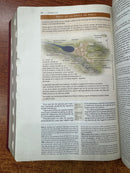 Biblia de Estudio Trasfondo Cultural, RVR Leathersoft, letra Rojo Vino,CON INDICE